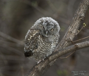 ScreechOwl607b